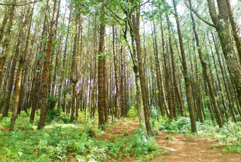 kerala hillsstation tour